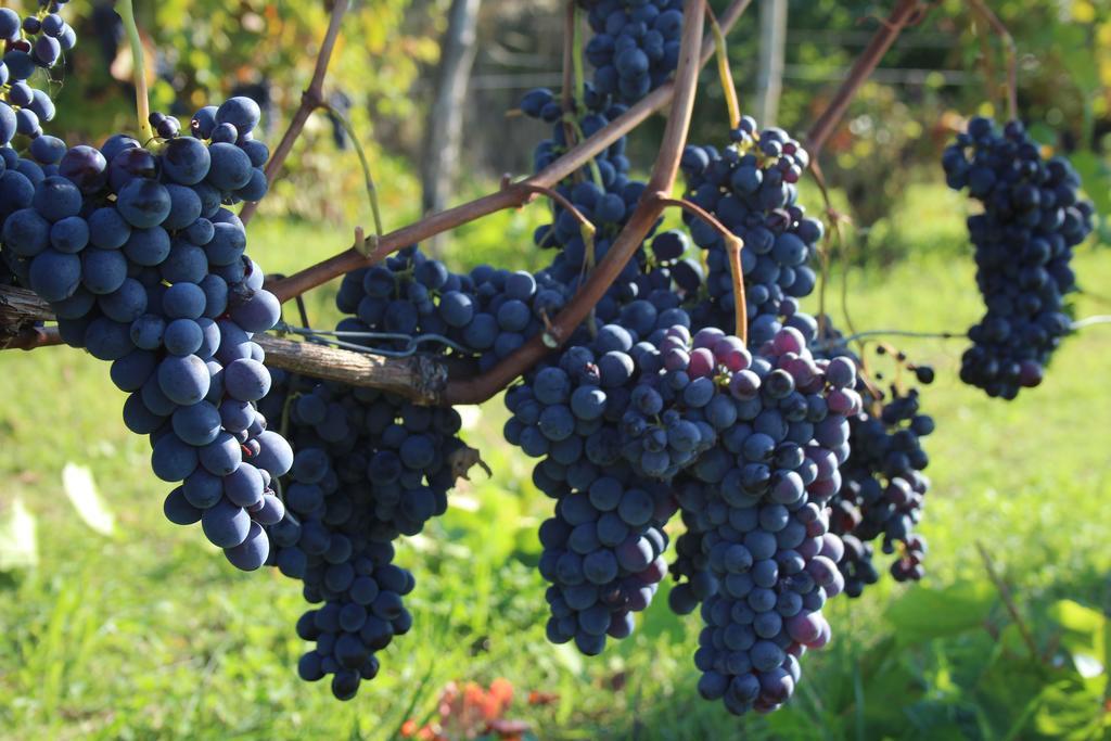 Azienda Agricola Garoglio Davide Alfiano Natta Exterior foto