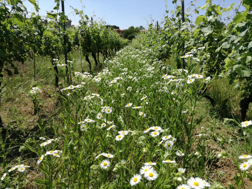 Azienda Agricola Garoglio Davide Alfiano Natta Exterior foto